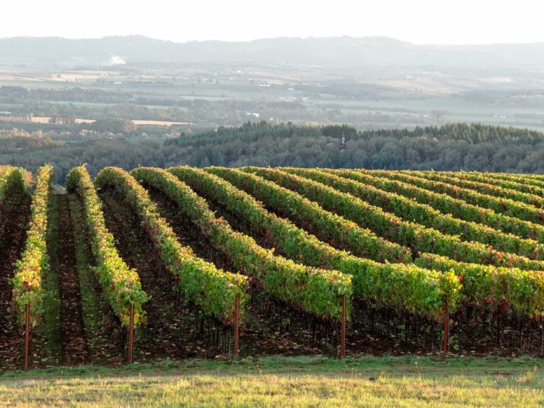 Stunning views like this are one of the many things to do in McMinnville