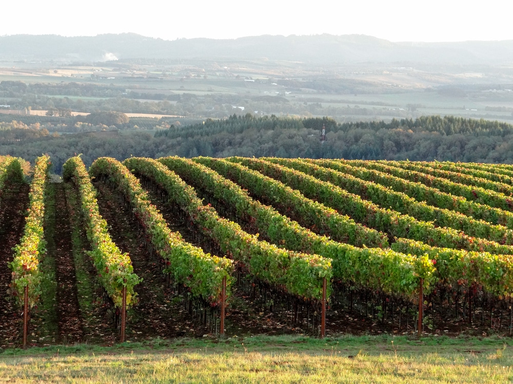 Stunning views like this are one of the many things to do in McMinnville