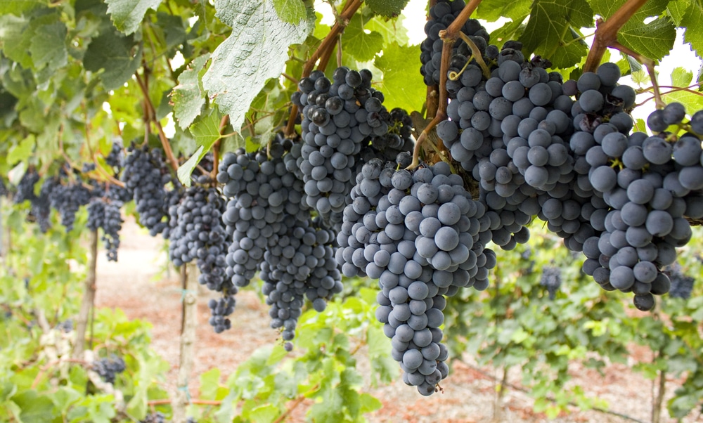 Willamette Valley Wineries