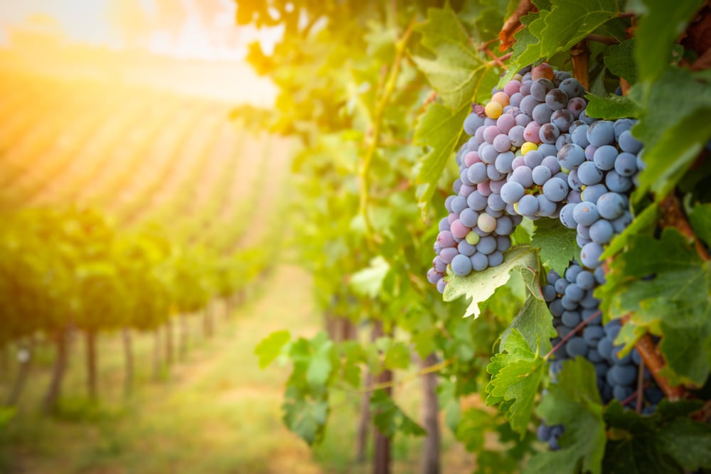 Beautiful Pinot Noir vineyard at one of the best wineries in Willamette Valley