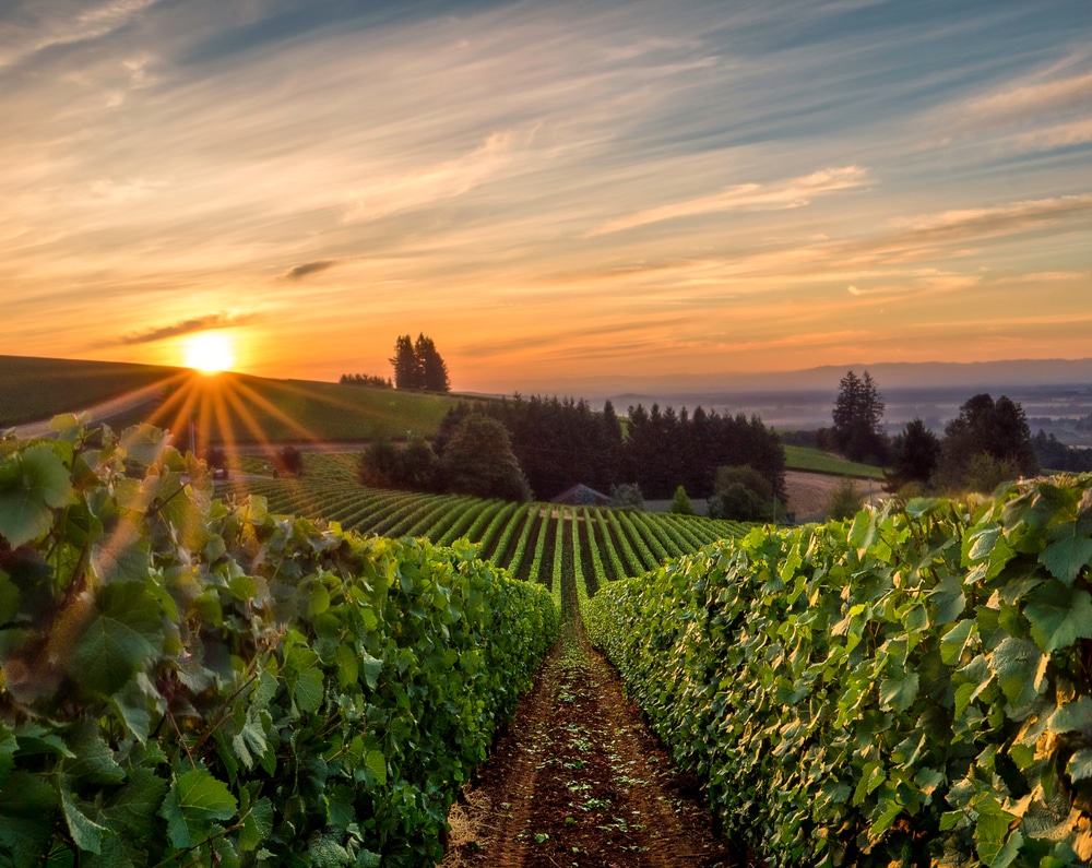 Beautiful vineyard views at sunrise in Willamette Valley Wine country
