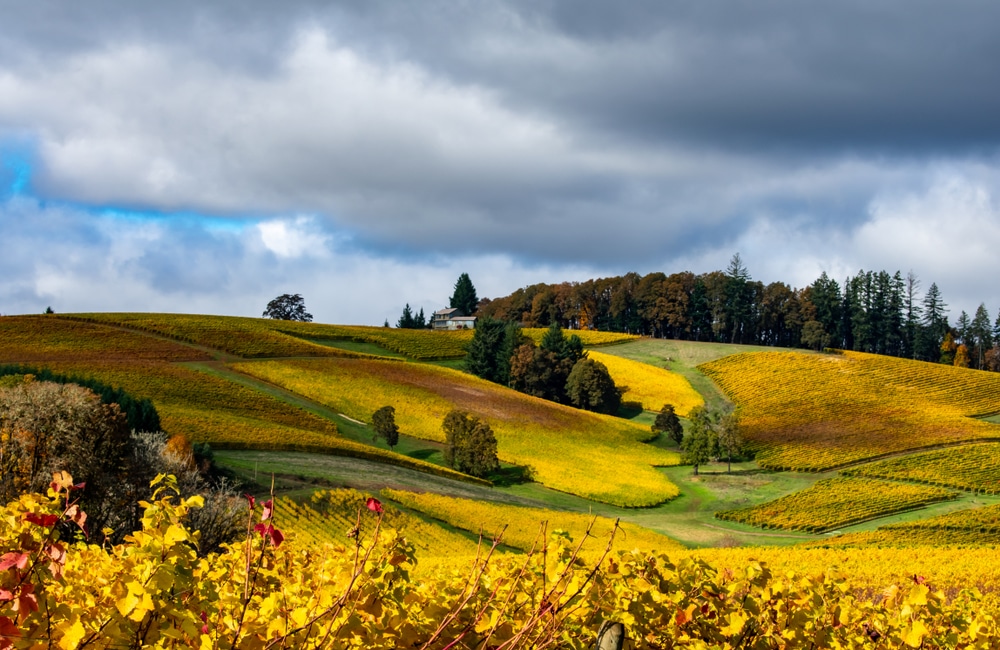 Beautiful fall vineyard views outside of Carlton, Oregon