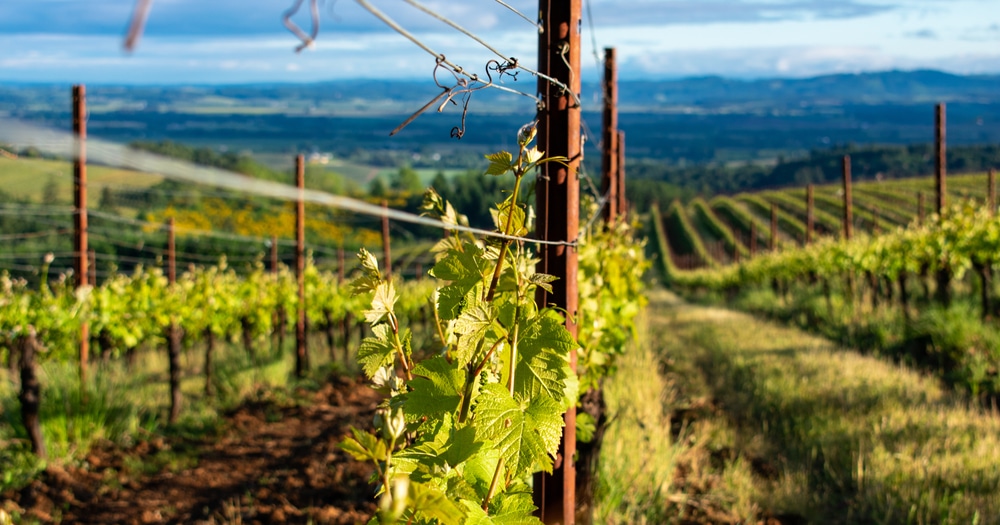 Grapevines at a Vineyard overlooking Oregon Wine Country near our Willamette Valley Bed and Breakfast